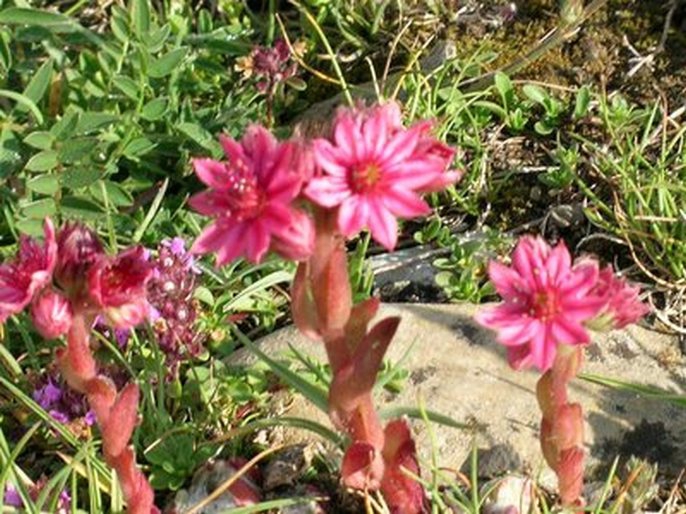 Flore alpine - Plantes grasses
